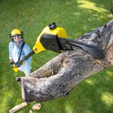 Best Emergency Tree Removal  in Grand Meadow, MN